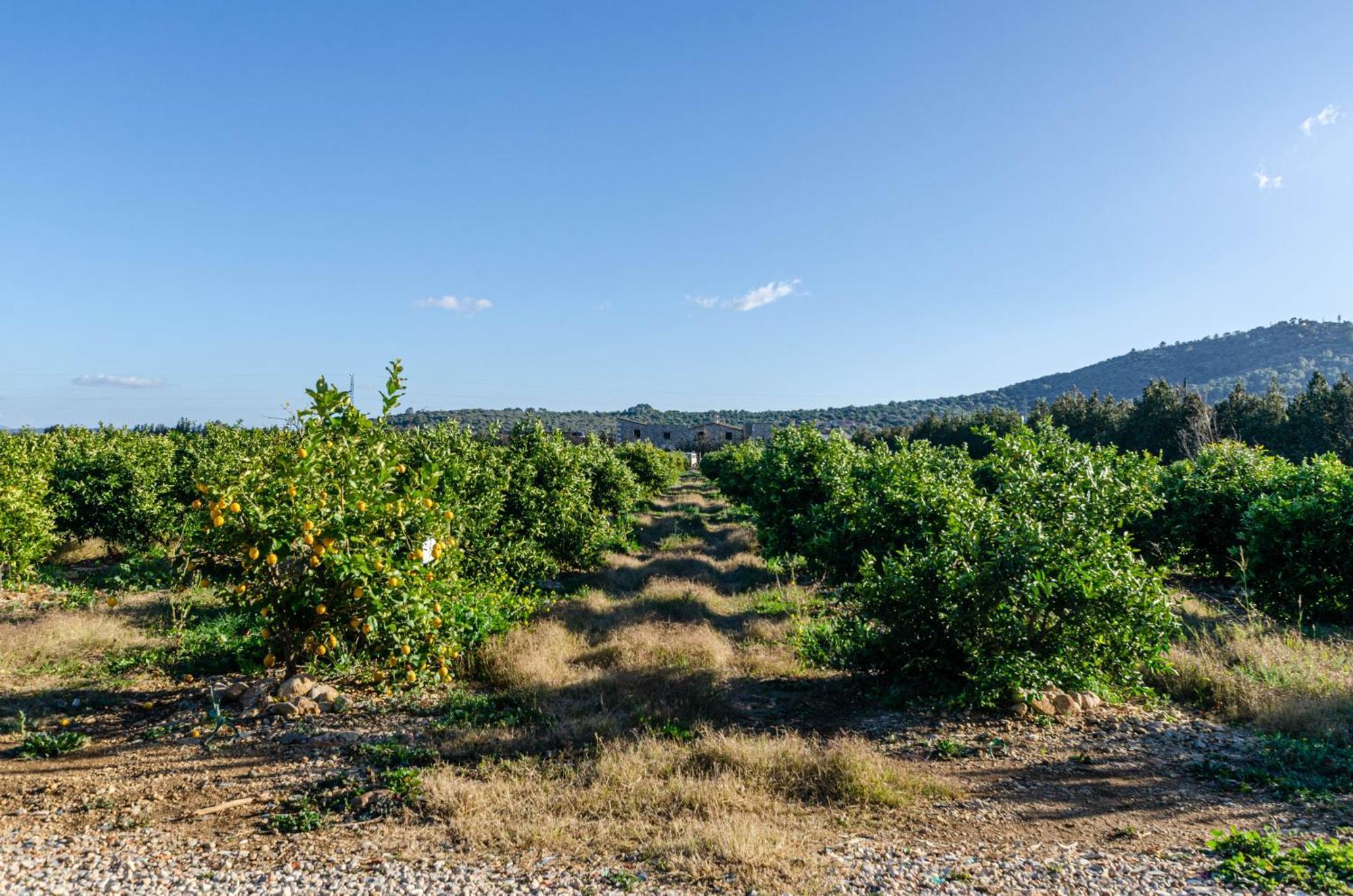 El Limonar De Mallorca - Agroturismo Ballerics 외부 사진