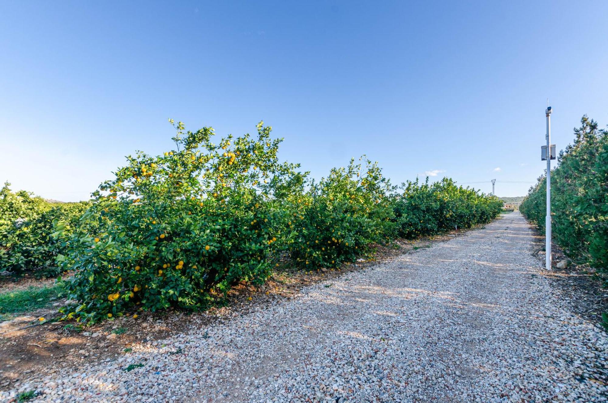 El Limonar De Mallorca - Agroturismo Ballerics 외부 사진