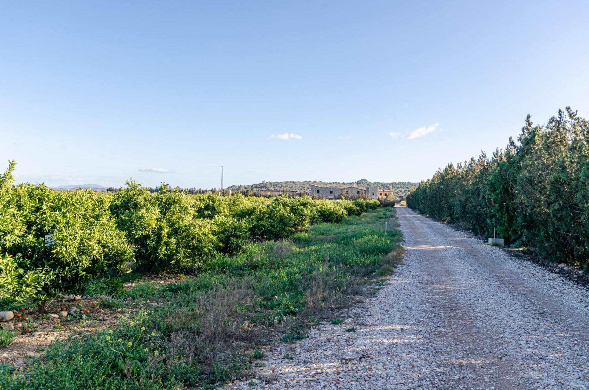 El Limonar De Mallorca - Agroturismo Ballerics 외부 사진